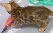 2022-01-09-7-semaines-Mickey-chaton-bengal-2