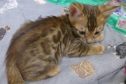 2022-01-09-7-semaines-Mickey-chaton-bengal-4