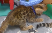 2022-01-25-9-semaines-Mickey-chaton-bengal-1