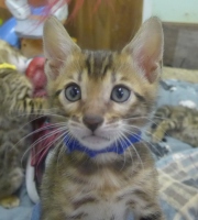 2022-01-25-9-semaines-Mickey-chaton-bengal-2