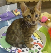 2022-01-25-9-semaines-Mickey-chaton-bengal-4