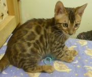 2022-02-22-3-mois-Mickey-chaton-bengal-1