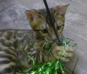 2022-02-25-3-mois-Mickey-chaton-bengal-1