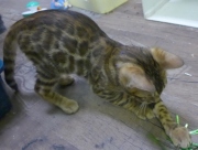 2022-02-25-3-mois-Mickey-chaton-bengal-2