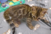 2022-01-09-7-semaines-Minnie-chaton-bengal-4