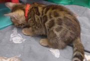 2022-01-25-9-semaines-Minnie-chaton-bengal-1