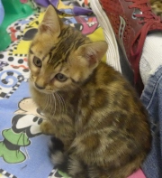 2022-01-25-9-semaines-Minnie-chaton-bengal-4