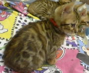 2022-01-25-9-semaines-Minnie-chaton-bengal-6