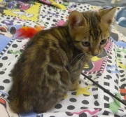 2022-01-25-9-semaines-Minnie-chaton-bengal-7