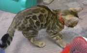 2022-02-25-3-mois-Minnie-chaton-bengal-1