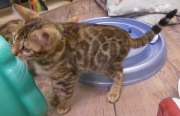 2022-02-25-3-mois-Minnie-chaton-bengal-2