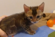 2022-04-09-5-semaines-Berlioz-chaton-bengal-4