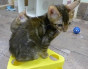 2022-06-05-3-mois-Berlioz-chaton-bengal-1