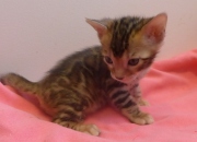 2022-04-09-5-semaines-Duchesse-chaton-bengal-1