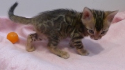 2022-04-09-5-semaines-Duchesse-chaton-bengal-2