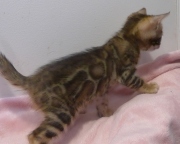 2022-04-09-5-semaines-Duchesse-chaton-bengal-3