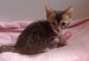 2022-04-12-6-semaines-Duchesse-chaton-bengal-1