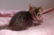 2022-04-12-6-semaines-Duchesse-chaton-bengal-2