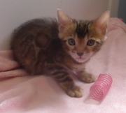 2022-04-12-6-semaines-Duchesse-chaton-bengal-3