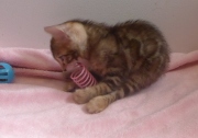 2022-04-12-6-semaines-Duchesse-chaton-bengal-4