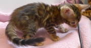 2022-05-05-9-semaines-Duchesse-chaton-bengal-2