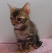 2022-05-05-9-semaines-Duchesse-chaton-bengal-3