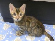 2022-06-05-3-mois-Duchesse-chaton-bengal-1