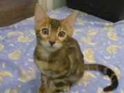 2022-06-05-3-mois-Duchesse-chaton-bengal-2