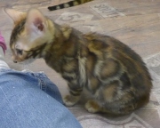 2022-06-05-3-mois-Duchesse-chaton-bengal-3