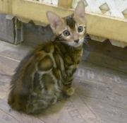 2022-06-05-3-mois-Duchesse-chaton-bengal-4