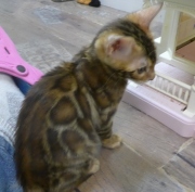 2022-06-05-3-mois-Duchesse-chaton-bengal-5