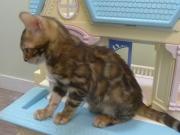 2022-06-05-3-mois-Duchesse-chaton-bengal-6