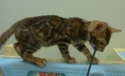 2022-06-05-3-mois-Duchesse-chaton-bengal-7