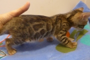 2022-04-09-5-semaines-Toulouse-chaton-bengal-2