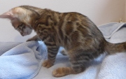 2022-05-05-9-semaines-Toulouse-chaton-bengal-1