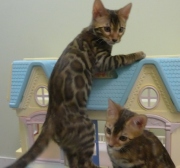 2022-06-05-3-mois-Toulouse-chaton-bengal-5