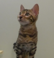 2022-06-05-3-mois-Toulouse-chaton-bengal-6