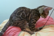 2022-07-05-4-mois-Toulouse-chaton-bengal-4
