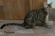 2022-09-17-28-semaines-Toulouse-chaton-bengal