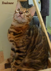 2022-10-11-7-mois-Toulouse-chaton-bengal-1