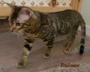 2022-10-11-7-mois-Toulouse-chaton-bengal-2