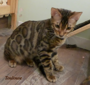 2022-10-11-7-mois-Toulouse-chaton-bengal-3