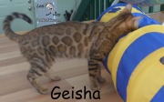 2017-08-01 Chat bengal GEISHA (3)