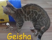 2017-08-01 Chat bengal GEISHA (4)