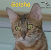 2018-05-21 Chat bengal GEISHA (1)