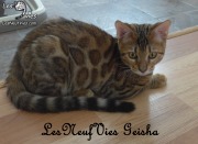 Chat bengal GEISHA (2)