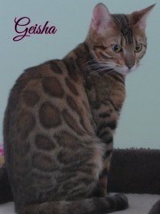 Chat bengal GEISHA