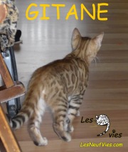 2015-12-11 Chat bengal GITANE (2)