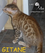 2015-12-11 Chat bengal GITANE (3)