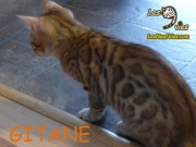 2015-12-15 Chat bengal GITANE (1)